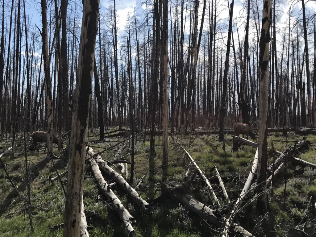 Foto 5 — yellowstone
